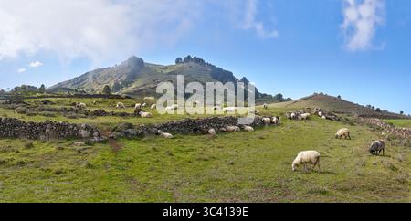 Moutons sur le pâturage - Meseta de Nisdafe, El Hierro, îles Canaries Banque D'Images