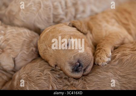 Gros plan d'un chiot bouclé dormant paisiblement sur ses frères et sœurs. Banque D'Images