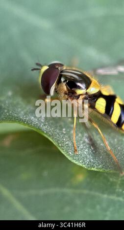 Couleur noir et jaune hoverfly nectaring une macro photographie de fleur. Banque D'Images