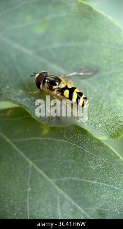 Couleur noir et jaune hoverfly nectaring une macro photographie de fleur. Banque D'Images