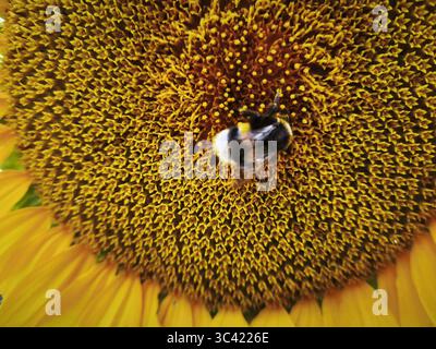 Champ de tournesol avec une abeille au premier plan, fond naturel. Banque D'Images