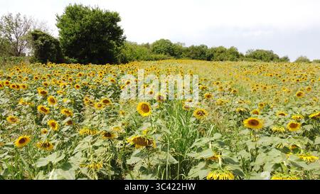 Champ de tournesol sur une journée d'été ensoleillée Banque D'Images