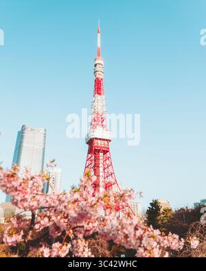 Vue sur la tour de Tokyo rouge vif et blanc perçant le ciel bleu clair, encadrée par les délicates fleurs roses des cerisiers, Prince Shiba Park, Toky Banque D'Images