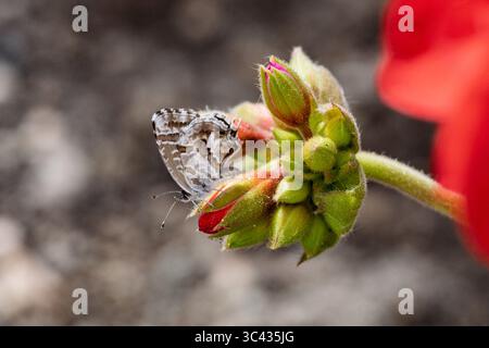 Géranium Cacyreus marshalli, Papillon en bronze Banque D'Images
