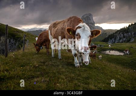 Un troupeau de vaches brunes et blanches paissent paisiblement sur un pré verdoyant dans les Alpes suisses. La scène est encadrée par des collines ondulantes et un spectaculaire, nuageux Banque D'Images