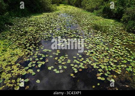 20 mai 2021, Largo, Floride, USA : un étang couvert de Lily Pods au jardin botanique de Floride, jeudi 20 mai 2021 à Largo. (Crédit image : © Martha Asencio-Rhin/Tampa Bay Times via ZUMA Wire) Banque D'Images
