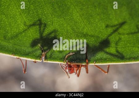 25 novembre 2020, Mazatlan, Valle del Cauca, Colombie : les fourmis ouvrières de Leafcutter coupent une feuille avec leurs maniables pour la ramener dans leur colonie pour cultiver de la nourriture. Mexique. (Crédit image : © Jon G. Fuller/VW pics via ZUMA Wire) Banque D'Images