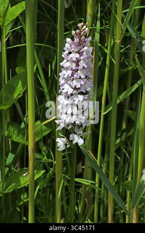 Orchidée ponctuée de bruyère, orchidée ponctuée de bruyère ou orchidée ponctuée de Moorland, Dactylorhiza maculata, Orchidaceae. Genève, Suisse. Banque D'Images