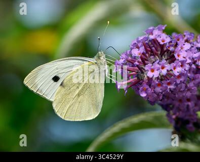 Grand nectaring blanc sur les fleurs de buddleia. Harewood Common, Andover, Hampshire. Banque D'Images