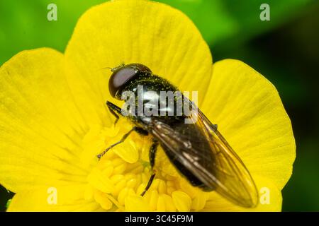 Un Cheilosia sp. hoverfly est perché sur un papillon jaune vif recueillant le pollen dans une prairie verte luxuriante sous le soleil du printemps. Banque D'Images