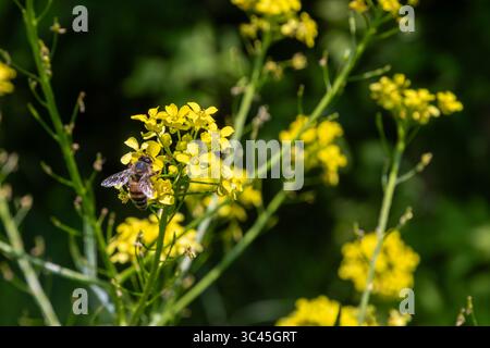 Une abeille européenne recueille le nectar des fleurs jaune vif Bittercress Yellow Rocket dans un jardin luxuriant mettant en valeur la beauté de la pollina printanière Banque D'Images