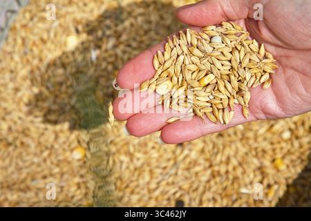 Femelle, femme main tenant Une poignée de graines d'orge sur seau de graines, UK concept : Agriculture, culture agricole, arable, nourriture Banque D'Images