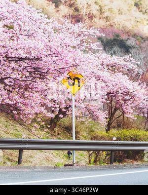 Vue sur les fleurs de cerisiers roses éclatantes qui prennent vie, encadrant un panneau de signalisation sinueux sur fond de collines ondulantes, Kumomi, Shizuoka, Japon. Banque D'Images
