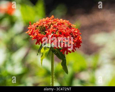 Fleurs rouges dans la tête de la croix maltaise vivace et robuste, Lychnis chalcedonica Banque D'Images