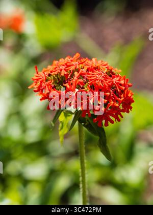 Fleurs rouges dans la tête de la croix maltaise vivace et robuste, Lychnis chalcedonica Banque D'Images