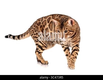 Bengal Cat in front of white background Banque D'Images