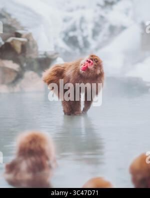 Vue d'un singe des neiges trempé dans des eaux chaudes de source, l'air épais de brume et la fourrure scintillante de la créature, Jigokudani Yaen-Koen, Nagano, Japon. Banque D'Images