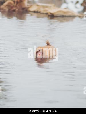 Vue d'un singe des neiges se relaxant dans l'eau pâle et vapeur d'une source chaude, avec des rochers poussiéreux de neige en arrière-plan, Jigokudani Yaen-Koen, Nagano, Japon. Banque D'Images