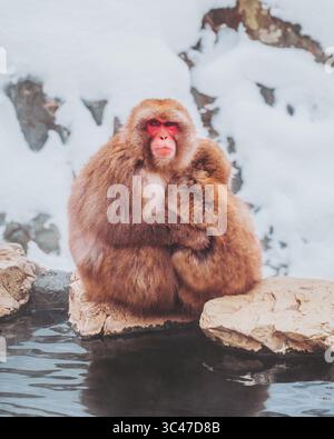 Vue d'une mère de singe des neiges embrassant son bébé sur un rocher dans une source chaude fumante, paysage poussiéreux de neige, Jigokudani Yaen-Koen, Nagano, Japon. Banque D'Images