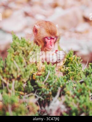 Vue d'un moment captivant où un jeune macaque japonais conserve délicatement de la nourriture au milieu du feuillage vert vibrant, Hagachizaki Monkey Bay, Shizuoka, Japon. Banque D'Images