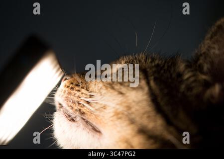 Chat tendre son nez à la lumière lors de sa séance de portrait Banque D'Images