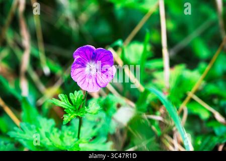 Une fleur violette vibrante de géranium fleurit dans un champ de vert. Banque D'Images