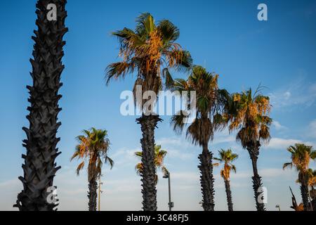 Palmiers au coucher du soleil sur la plage de Barceloneta, Barcelone, Espagne Banque D'Images