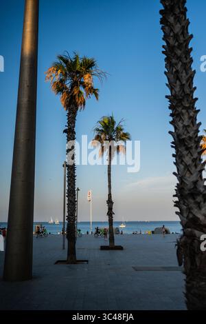Palmiers au coucher du soleil sur la plage de Barceloneta, Barcelone, Espagne Banque D'Images