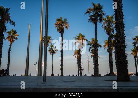 Palmiers au coucher du soleil sur la plage de Barceloneta, Barcelone, Espagne Banque D'Images