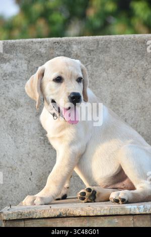 Chiot Labrador ludique et adorable aux yeux brillants et à la queue agitée, capturant le charme et l'énergie de cette race de chien bien-aimée dans un moment de joie. Banque D'Images