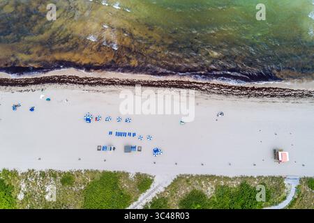 Miami Beach Floride, Ocean Terrace Beach, aérien au-dessus de la vue vers le bas, littoral de l'océan Atlantique avec une grande accumulation visible Sargassum nat Banque D'Images