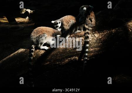 Trois lémuriens à queue annulaire - Lemur catta - assis sur un arbre tombé dans un éclairage spectaculaire. Les animaux interagissent et se toilettent dans un zoo ombragé Banque D'Images