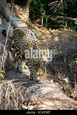 Gros plan d'un jaguar (Panthera ONCA) marchant sur une rive d'une rivière, Pantanal, Brésil. Banque D'Images