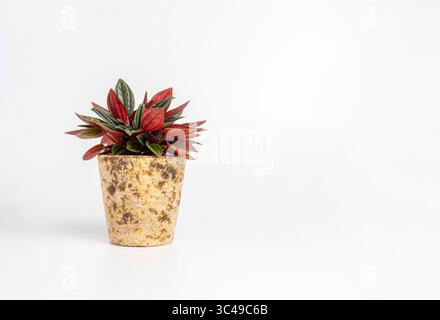Plante Peperomia rouge et verte en pot rustique sur fond blanc, parfaite pour un décor intérieur moderne. Banque D'Images
