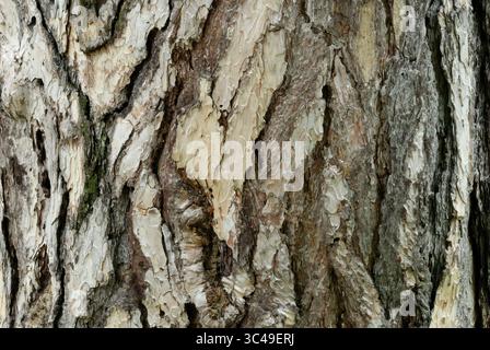 PIN noir, texture de l'écorce d'arbre Pinus nigra, gros plan. Motif ornemental. Vieille plante, tronc dans le parc. Fond abstrait naturel. Piestany, Slovaquie Banque D'Images