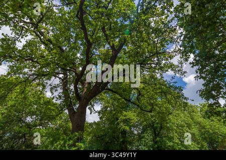 Chêne mature (Quercus spp.) Sur Tottenham Green en été, vue de la canopée, Tottenham, Londres, Angleterre, ROYAUME-UNI. Connexion avec la nature. Banque D'Images