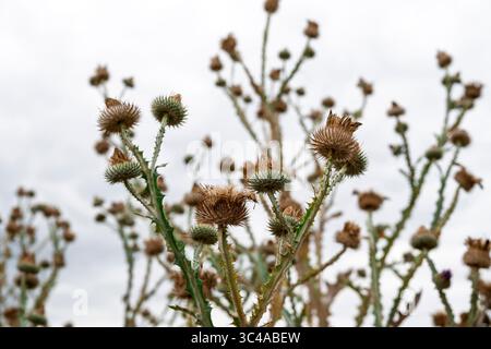 Des plantes de chardon piquantes contre le ciel Banque D'Images