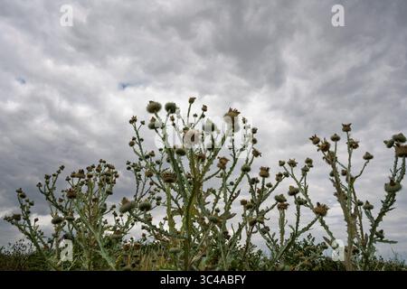 Des plantes de chardon épaisses contre un ciel nuageux Banque D'Images