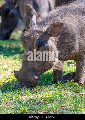 C'est ainsi que les phacochères se nourrissent. Voici un charphacochère mignon et très jeune (Phacochoerus africanus). Prise à Waterberg en Namibie. Banque D'Images