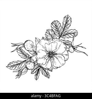 Fleur de rose musclée, baies et feuilles vecteur illustration isolée peinte par des encres noires. Croquis graphique de plantes sauvages saines Illustration de Vecteur