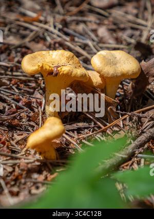 Champignons chanterelles poussant sur un sol forestier dans les pinèdes près de Riga, Lettonie Banque D'Images