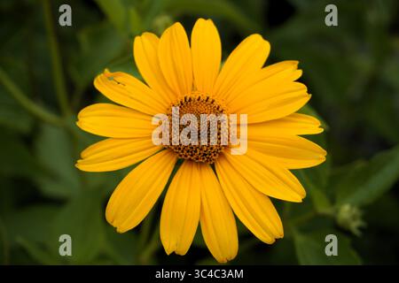 Gros plan d'un faux tournesol, alias Heliopsis helianthoides ou Smooth Oxeye, une fleur colorée aux pétales jaune vif Banque D'Images