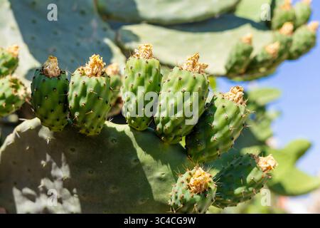Fruits de cactus vert poussant à Gozo, Malte Banque D'Images