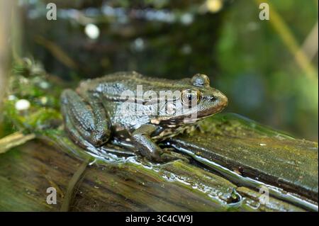 Aga crapaud, Bufo Marinus assis sur Une bûche d'arbre, habitant amphibien dans l'éco-système des zones humides, Haff Reimech Banque D'Images