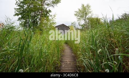Biodiversité Haff Reimech, zone humide et réserve naturelle au Luxembourg, étang entouré de roseaux et d'arbres, point d'observation des oiseaux Banque D'Images