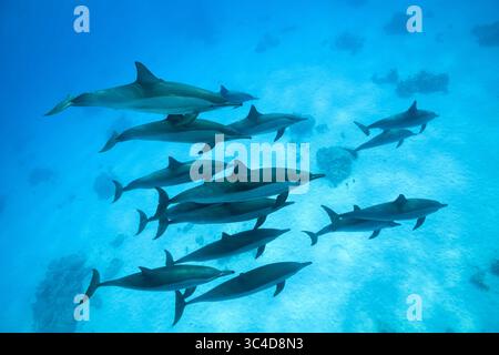 2 août 2018 - mer Rouge, récif de Sataya, Marsa Alam, Egypte, Afrique - Un groupe de dauphins nage sur fond sablonneux. Spinner Dolphins (crédit image : © Andrey Nekrasov/ZUMA Wire/ZUMAPRESS.com) Banque D'Images