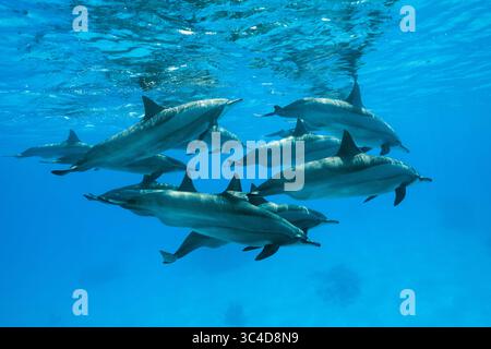2 août 2018 - mer Rouge, récif de Sataya, Marsa Alam, Egypte, Afrique - Un groupe de dauphins femelles gravides nagent sous la surface de l'eau bleue. Spinner Dolphins (crédit image : © Andrey Nekrasov/ZUMA Wire/ZUMAPRESS.com) Banque D'Images