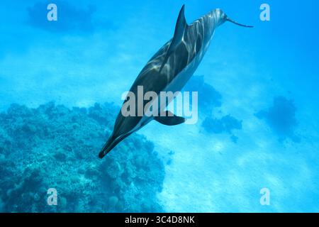 2 août 2018 - mer Rouge, récif Sataya, Marsa Alam, Égypte, Afrique - les dauphins Spinner (Stenella longirostris) nagent dans l'eau bleue au-dessus du récif corallien (crédit image : © Andrey Nekrasov/ZUMA Wire/ZUMAPRESS.com) Banque D'Images