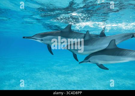 2 août 2018 - mer Rouge, récif de Sataya, Marsa Alam, Egypte, Afrique - trois dauphins nagent sous la surface dans les eaux peu profondes. Spinner Dolphins (crédit image : © Andrey Nekrasov/ZUMA Wire/ZUMAPRESS.com) Banque D'Images