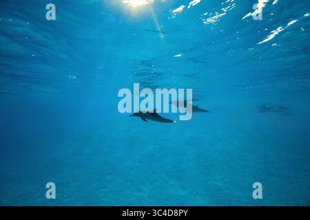 2 août 2018 - mer Rouge, récif Sataya, Marsa Alam, Egypte, Afrique - Un groupe de dauphins nagent au loin sous les rayons du coucher du soleil. Spinner Dolphins (crédit image : © Andrey Nekrasov/ZUMA Wire/ZUMAPRESS.com) Banque D'Images